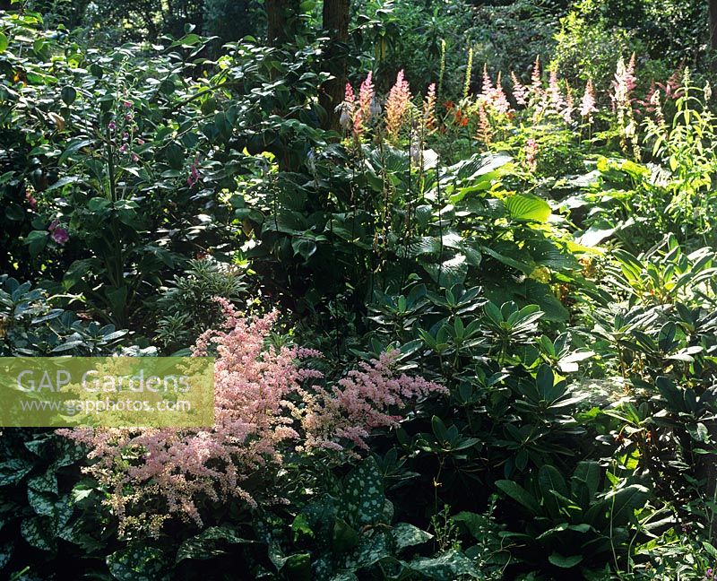 Astilbe x arendsii Woodland bed with Pulmonaria