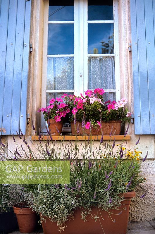 Terracotta planters window box with pink flowering Petunia purple Lavender Village house in rural France