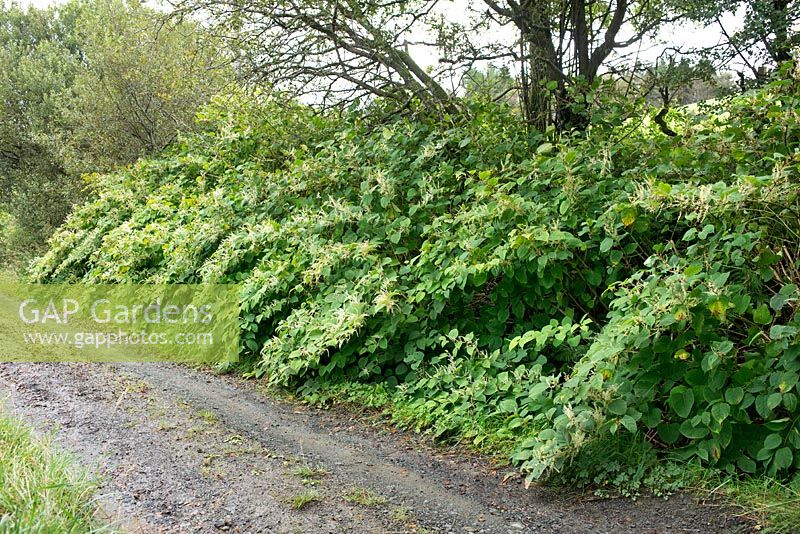 Fallopia japonica (Japanese knotweed) in flower by a country road