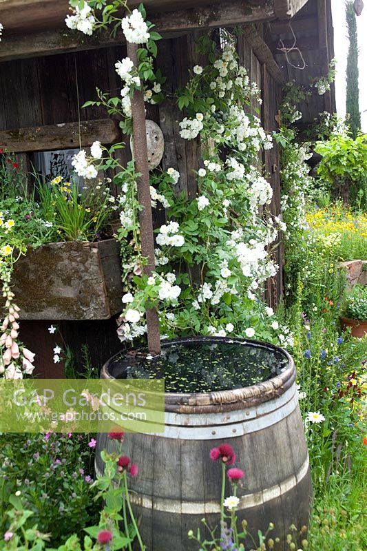 Barrel water butt with white climbing rose & wildflowers RHS Chelsea 2007