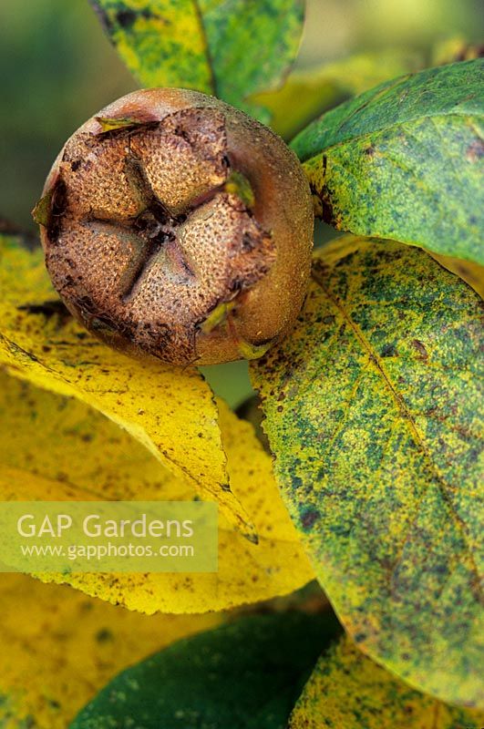 Mespilus germanica Medlar tree Native Southeastern Europe Age Ancient cultivated by the Romans