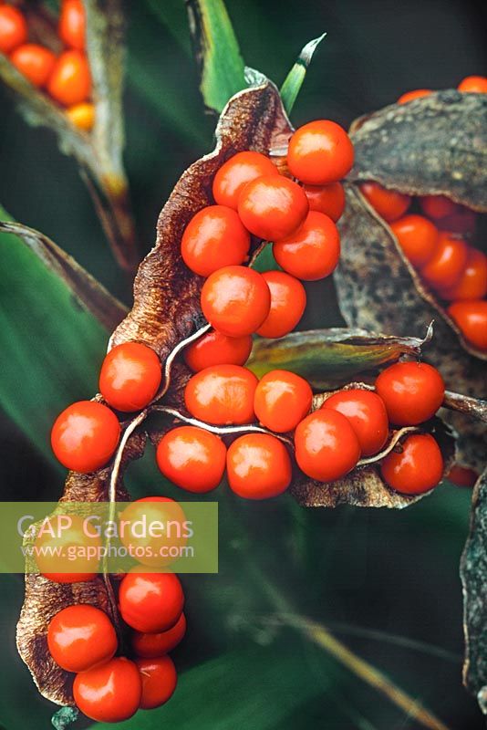 Iris foetidissima orange seeds with green foliage