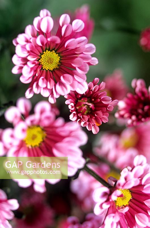 Dendranthema Florist s Chrysanthemum Very bright showy pink magenta flower