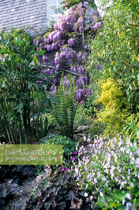 Wisteria sinensis growing up Crug Farm House wall in Walled Garden Mixed planting of shrubs perennials exotic plants in gravel