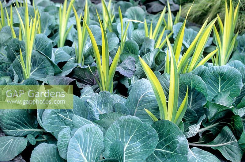 Iris pallida Variegata planted amongst glaucous Cabbages