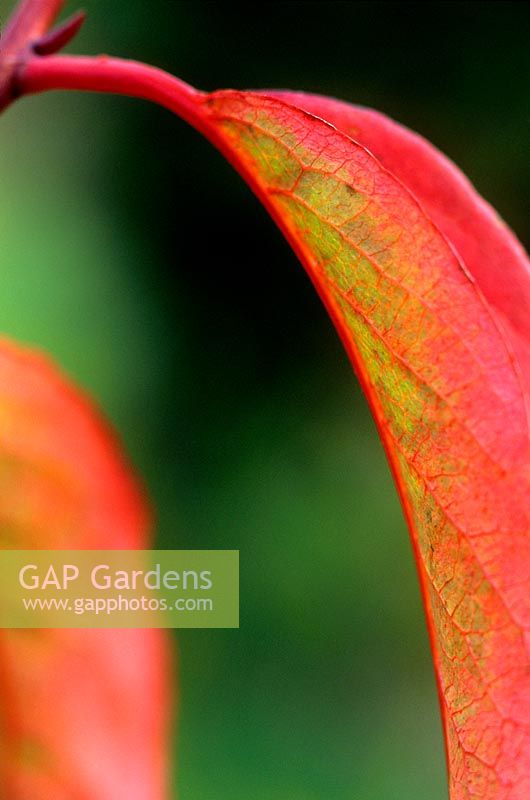 Rehderodendron macrocarpum leaves in striking red autumn colours