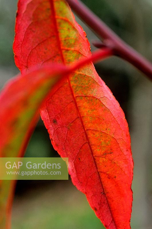 Rehderodendron macrocarpum leaves in striking red autumn colours