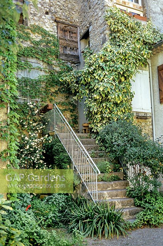 Variegated Hedera or Ivy climbers growing up old house wall