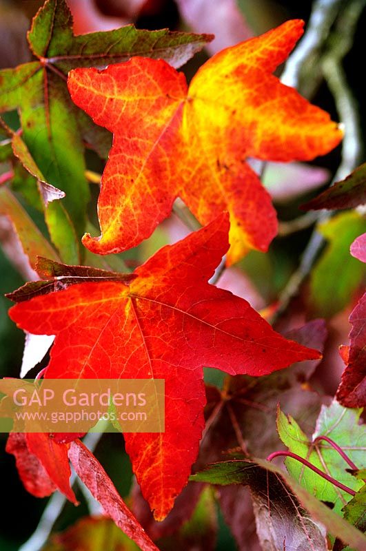 Liquidambar styraciflua Sweet Gum Satinwood or Red Gum Autumn foliage in red orange yellow