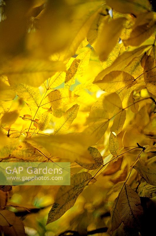 Carya cordiformis Swamp Hickory Yellow foliage in autumn