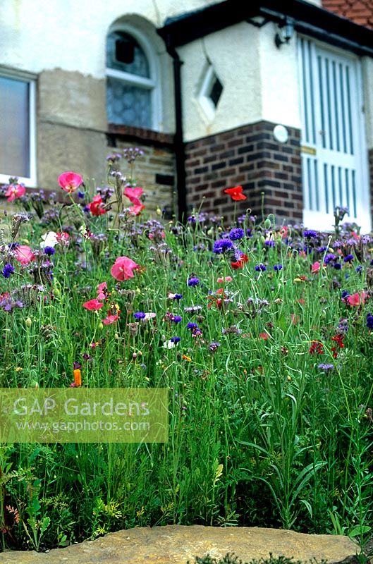 Urban street front garden turned to a wildflower meadow Nigel Dunnet Sheffield