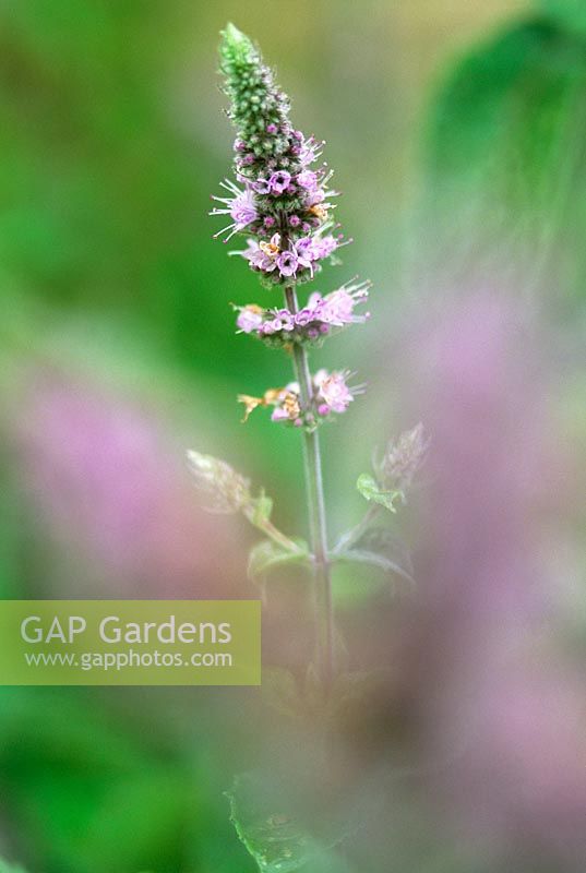 Mentha longifolia Buddleia Mint Group Buddleja Mint Long light mauve coloured flowering perennial with a musty scent