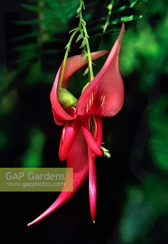 Clianthus puniceus Semi evergreen shrub that makes a scrambling climber producing clusters of vibrant red lobster claw