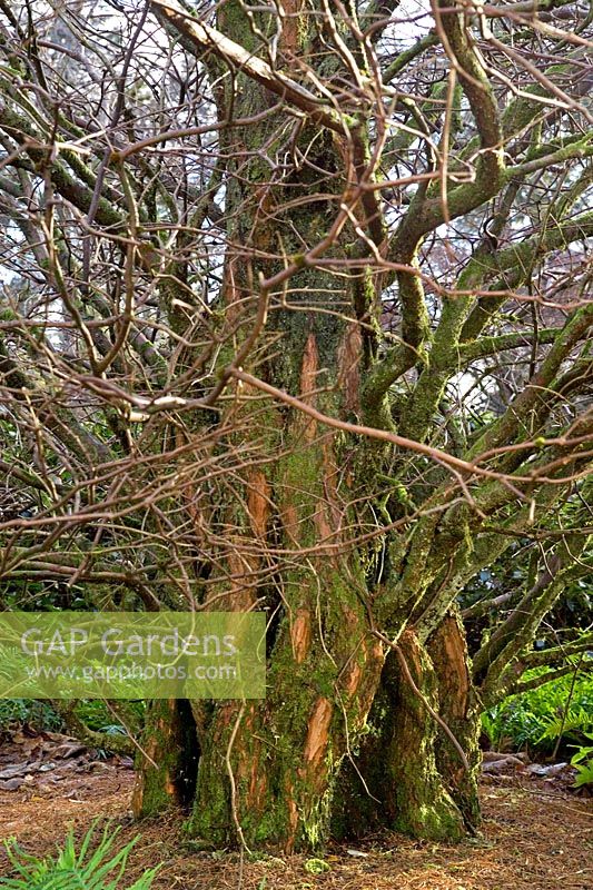 Metasequoia glyptostroboides Dawn Redwood Shui Hsa Benmore Botanic Garden RBG Edinburgh Dunoon Argyll