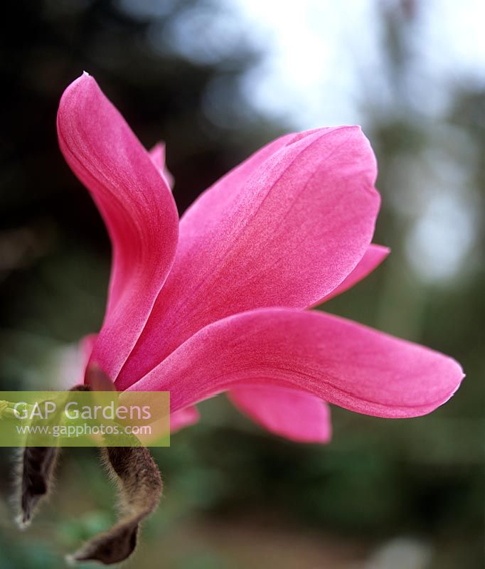 Magnolia sprengeri var diva Magnolia Deciduous tree with rich deep pink flowers in spring