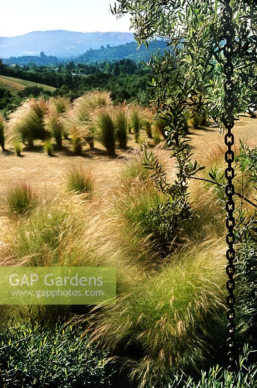 rain chain hanging amongst Olive trees & Stipa perennial grasses in Napa Valley private garden