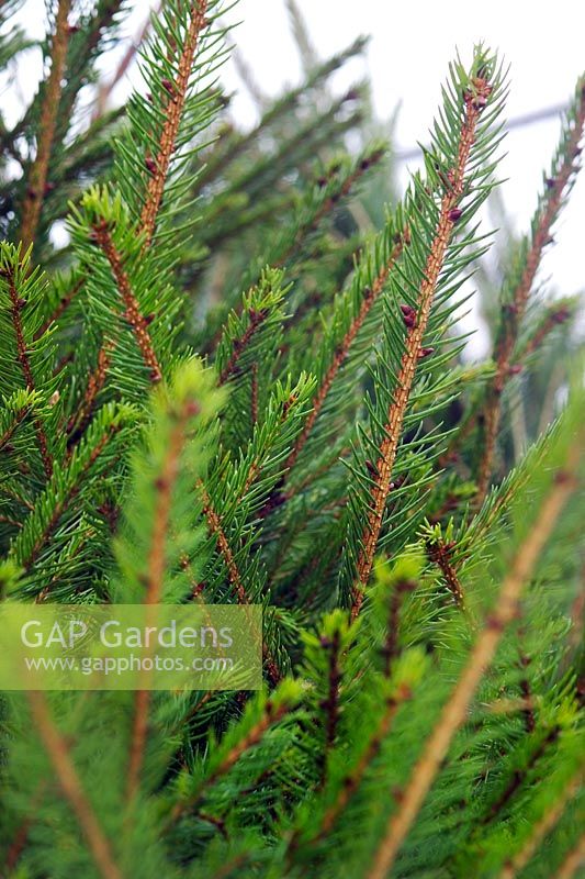 Picea abies Norway Spruce Close up of foliage Bedgebury National Pinetum Forest Park Lane Goudhurst Kent
