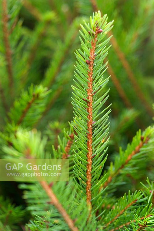 Picea abies Norway Spruce Close up of foliage at Bedgebury National Pinetum Forest Park Lane Goudhurst Kent