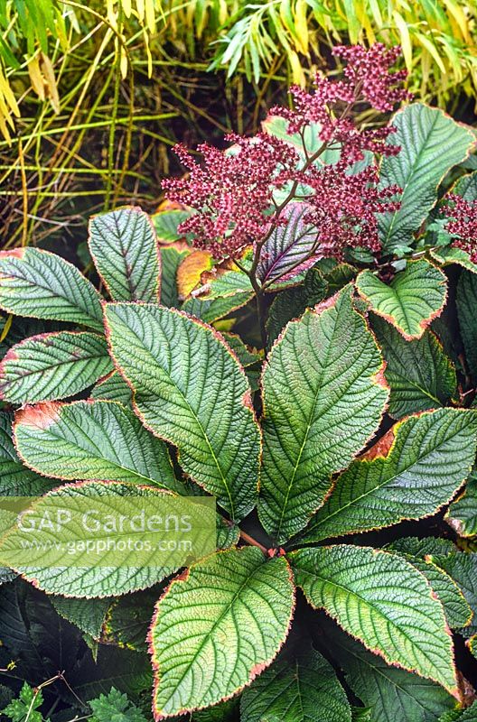 Rodgersia aesculifolia (Rodgersia) large leaves with flower stem