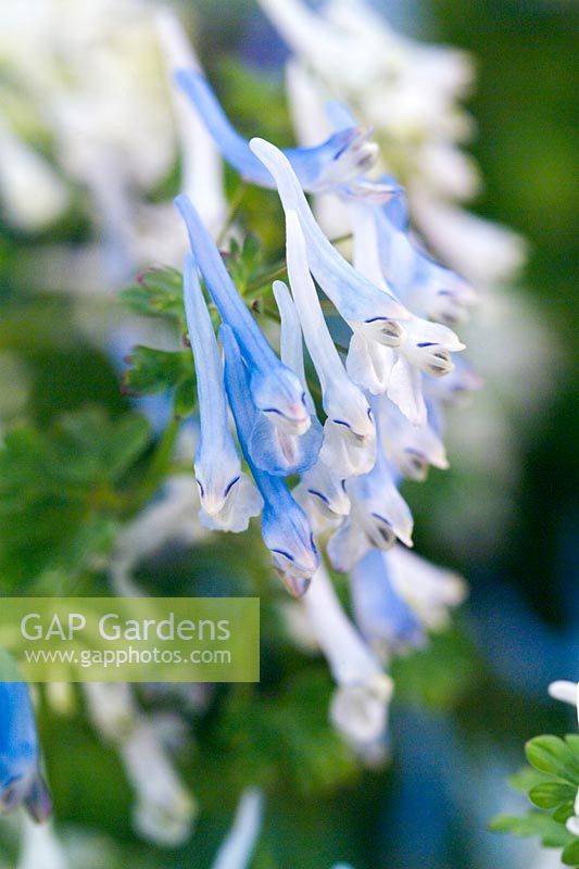 Corydalis flexuosa Balang Mist close up of blue/white flower