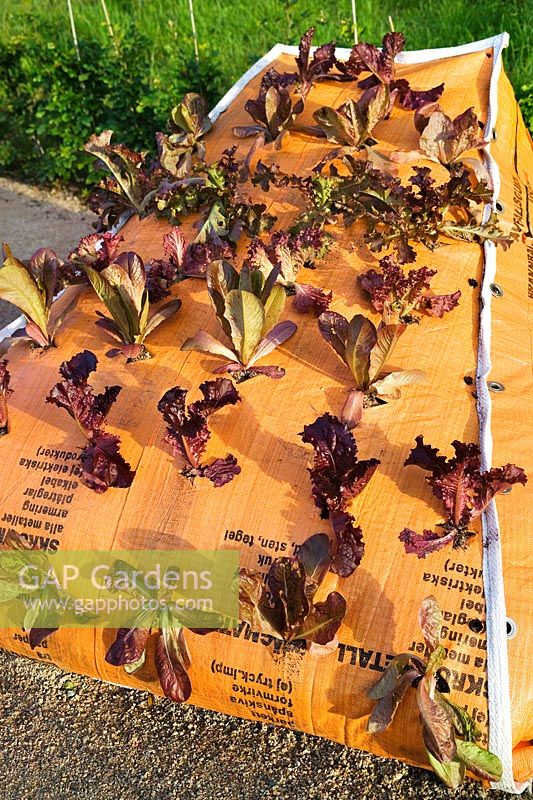 'Shipping News'. Large builders bags with soil & lettuces. Installation by Topher Delaney at Gunnebo Festival of Gardens