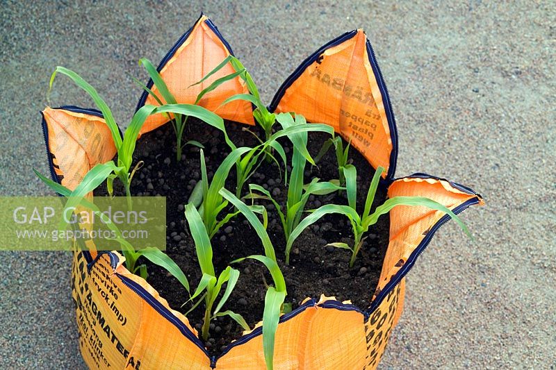 Orange grow bags with corn plants. 'Shipping News' by Topher Delaney (USA) at Gunnebo House, Gothenburg Garden Festival