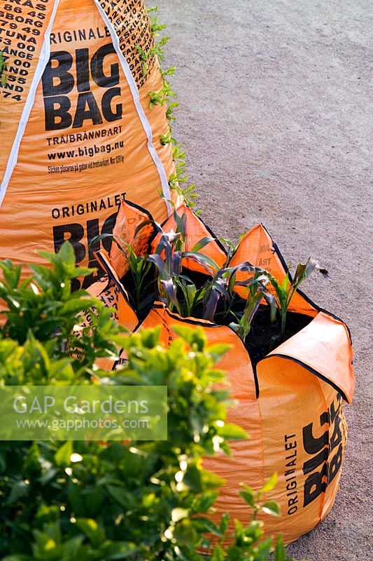 Big bags used to grow maize at Gunnebo Garden Festival Gothenburg Sweden Shipping New Installation designed by Topher Delaney