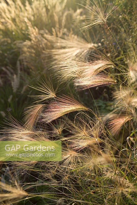 Hordeum jubatum (Foxtail barley, Squirrel tail grass), seed heads