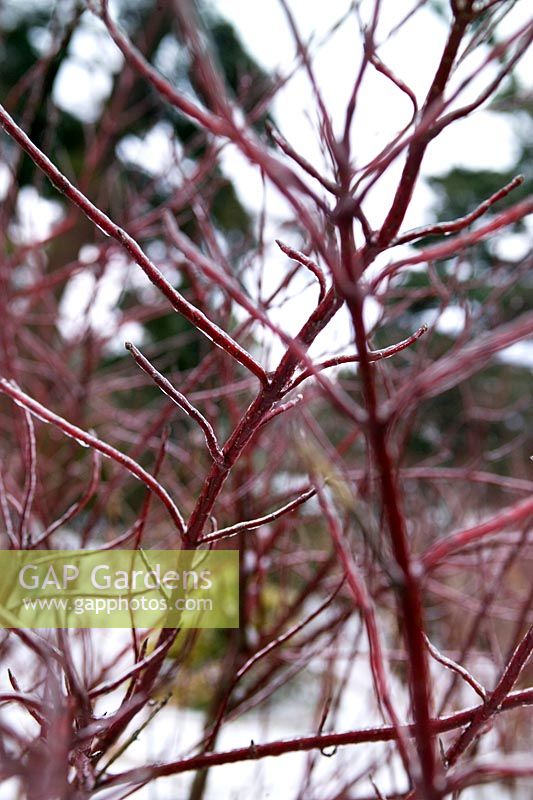 Cornus alba 'Elegantissima' (variegated Tartarian dogwood)