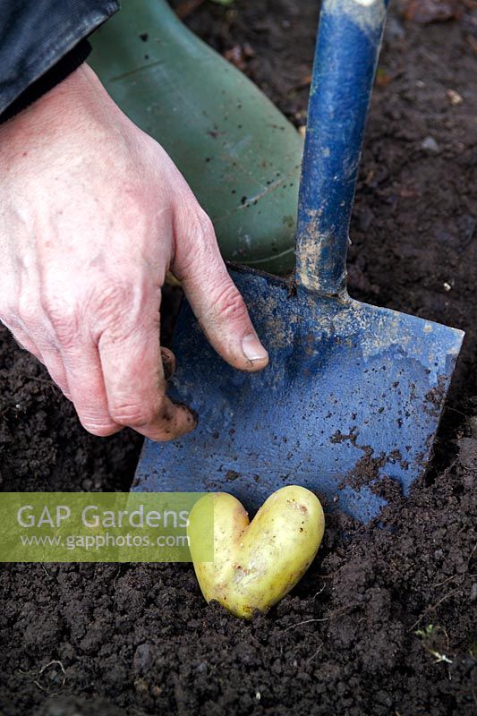 Gardener reaching for a heart shaped potato newly dug from the earth with a spade