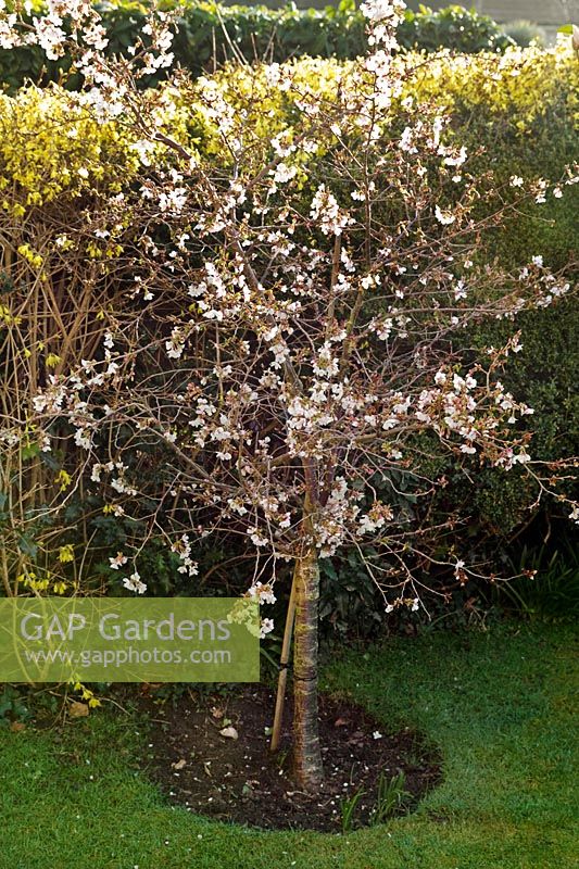Prunus sp (spring flowering cherry) with Forsythia x intermedia 'Spectabilis' hedge