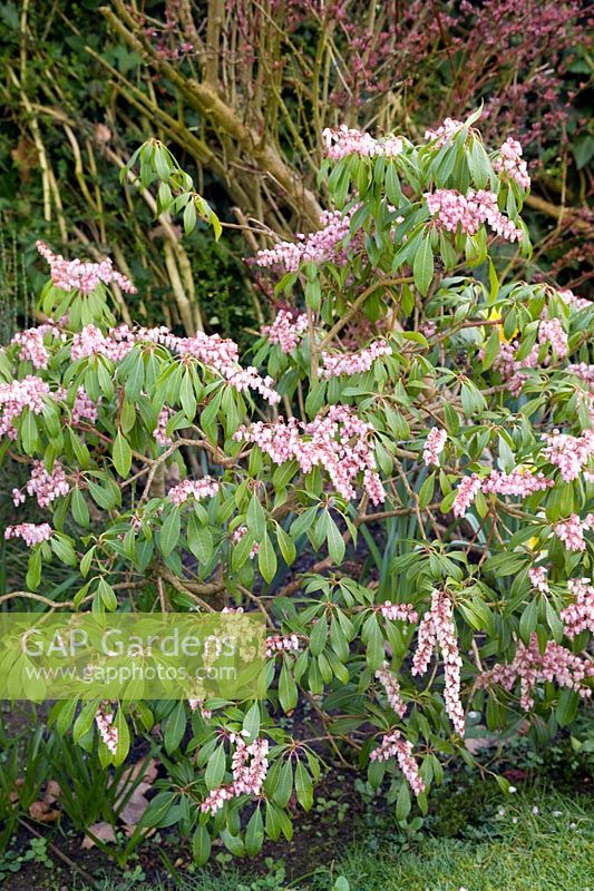 Pieris japonica (Lily of the valley bush)