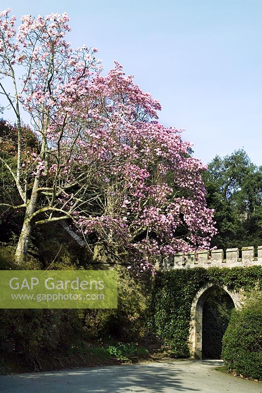 Caerhayes Castle, Cornwall with flowering Magnolias