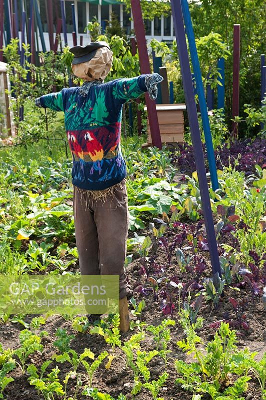RHS Chelsea Flower Show 2010 Eden Project  Places of Change garden by Paul Stone. Scarecrow in vegetable garden