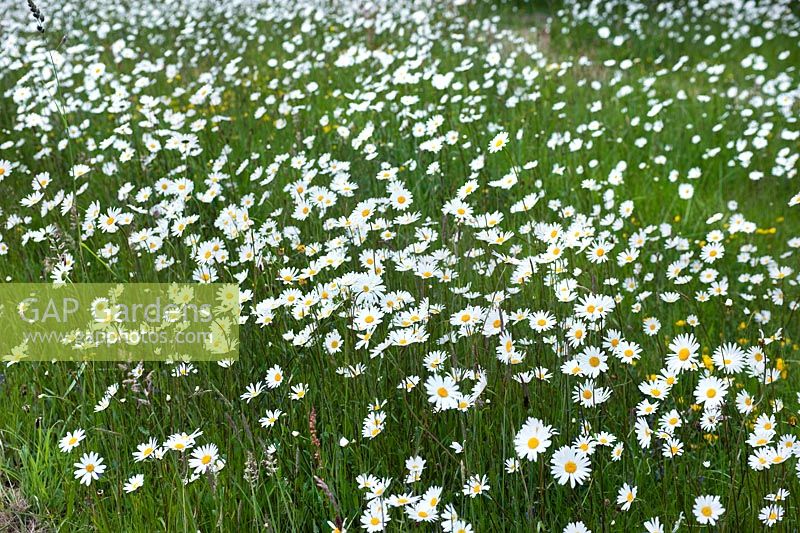 Leucanthemum vulgare (Ox-eye daisies) meadow