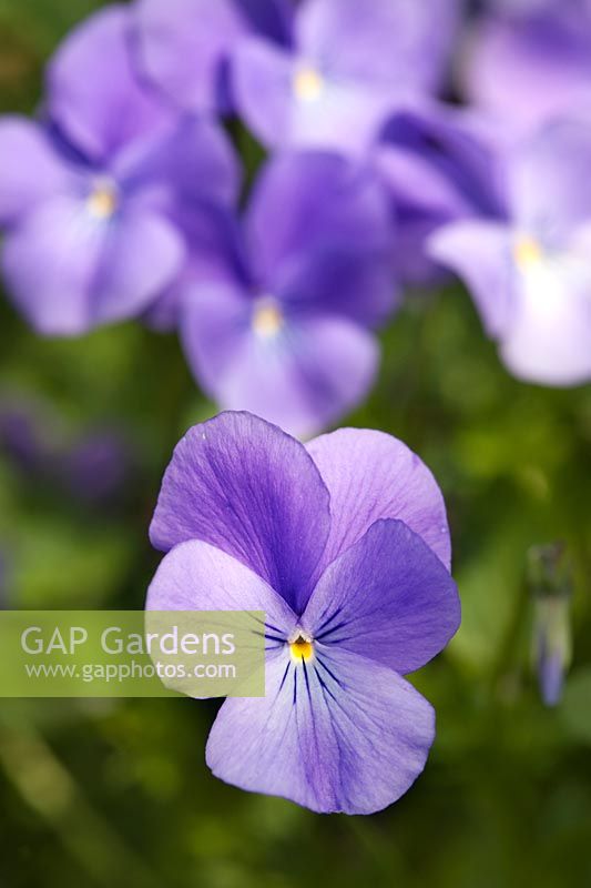 Viola 'Eastgrove Blue Scented'