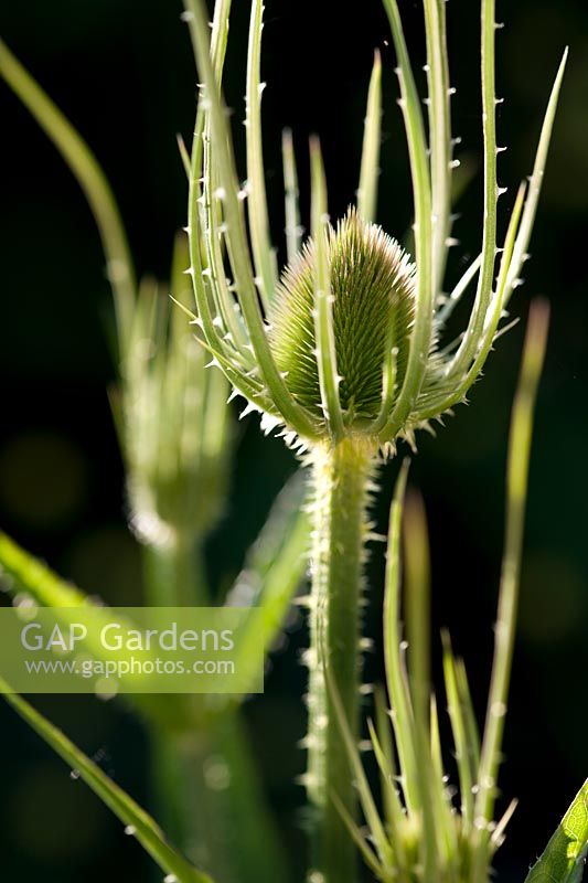 Dipsacus fullonum (teasel)