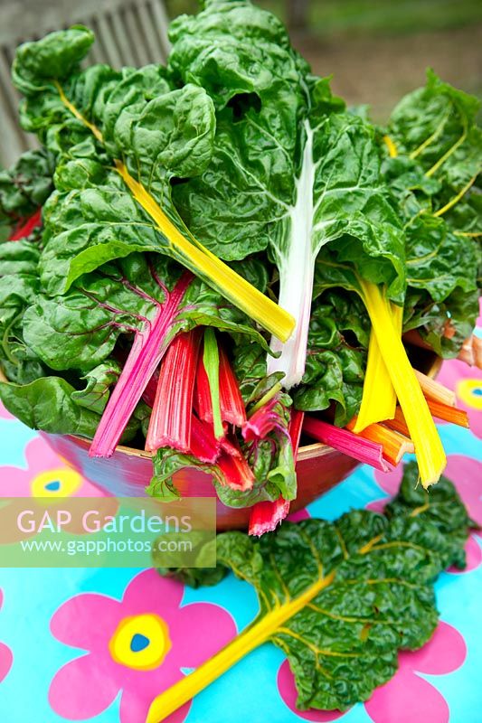 Bowl of Swiss chard 'Bright Lights'   photography © Andrea Jones/Garden Exposures Photo Library