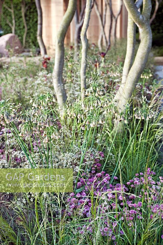 Nature and Human Intervention, The Laurent-Perrier Garden by Luciano Giubbilei at RHS Chelsea Flower Show 2011