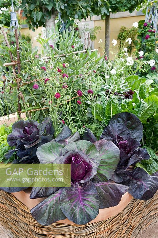 M&G Investments Garden designed by Bunny Guiness. Raised wicker bed with Cabbage Kalibos and Knautia macedonica