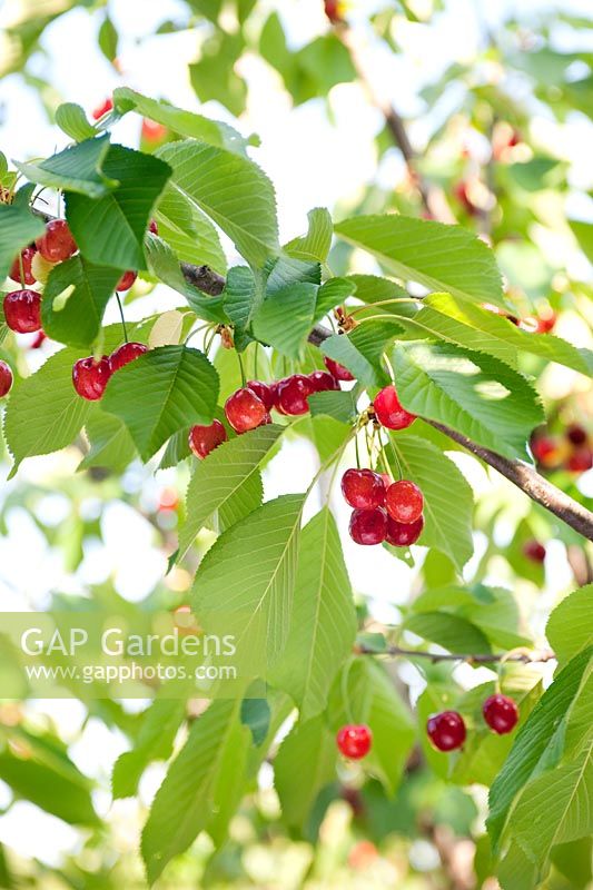 Cherries (Prunus sp)