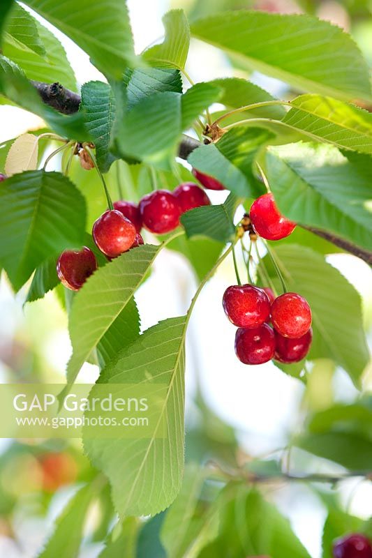Cherry 'Napoleon Bigarreau' (Prunus avium 'Napoleon Bigarreau') on the branch