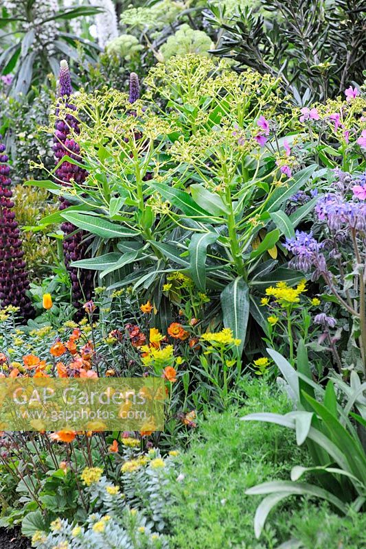 Border in the Arthritis Research UK Garden Show Garden at RHS Chelsea Flower Show 2013 by Chris Beardshaw