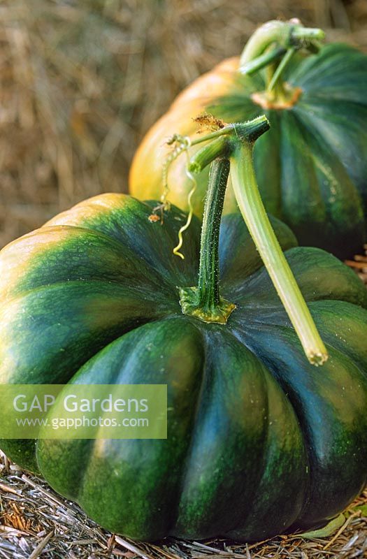 Pumpkin Musque de Provence Cucurbita moschata