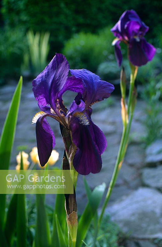 Iris sp Gustavson Garden