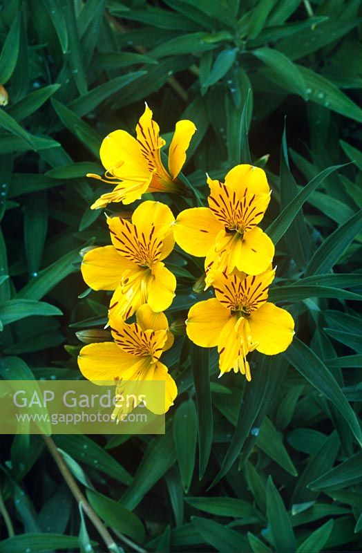 Alstroemeria aurea syn A aurantiaca Peruvian Lily Close up of yellow flower