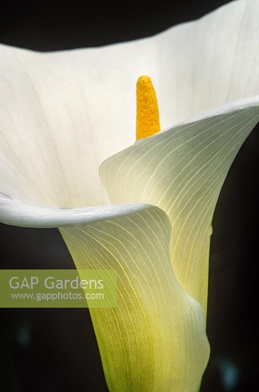 Zantedeschia aethiopica Arum lily