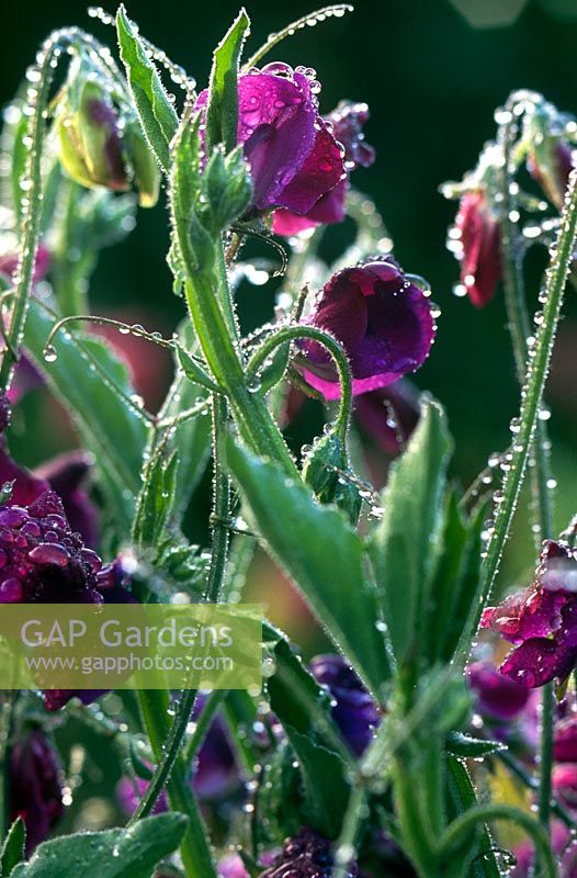 Lathyrus odoratus (Sweet Pea) close up of purple flowers & tendrils with rain drops