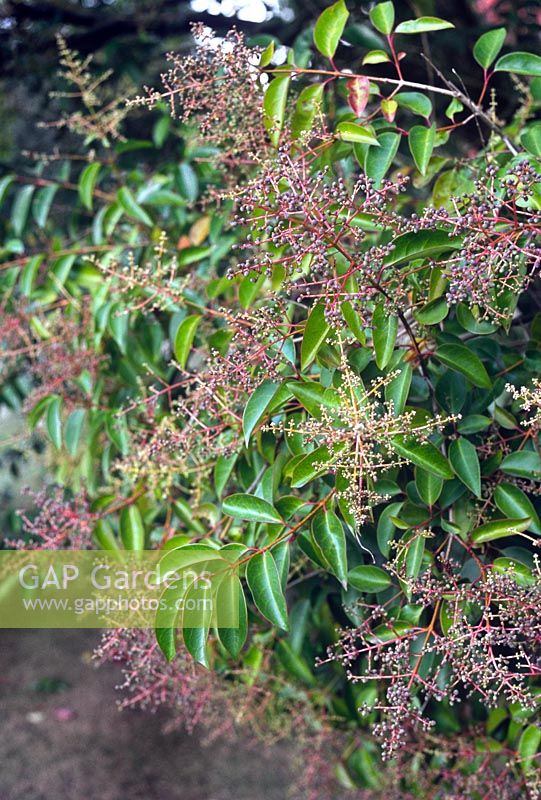 Ligustrum lucidum Large Leaf Glossy Privet Dark purple berries on red stems in autumn