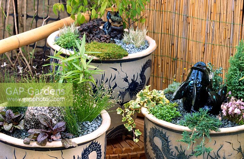 Minature oriental style gardens in large chinese ceramic pots with Ajuga Ivy Cypress Equisetum ornamental grass & herbs